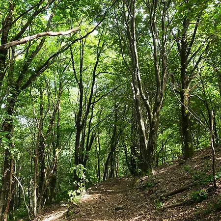 Au Bout Du Reve Dans Les Monts D'ardeche * Ajoux